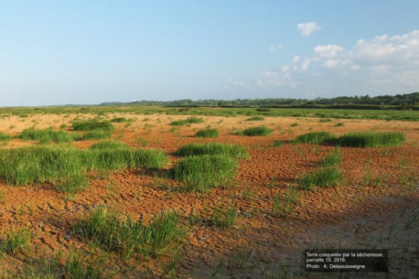 Image 18 | Descriptif : Terre craquelée par la sécheresse, parcelle 15 | Année : 2016 | Auteur/source : Alexandre Delassasseigne