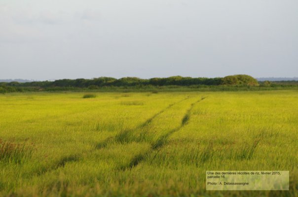 Image 17 | Descriptif : Une des dernières récoltes de riz, parcelle 16 | Année : 2015 | Auteur/source : Alexandre Delassasseigne